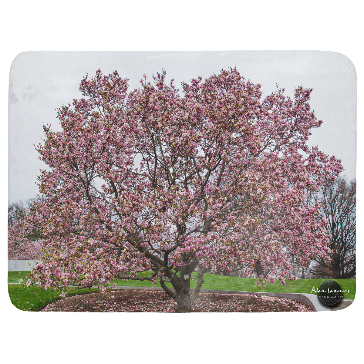 Magnolia Tree Throw Blanket