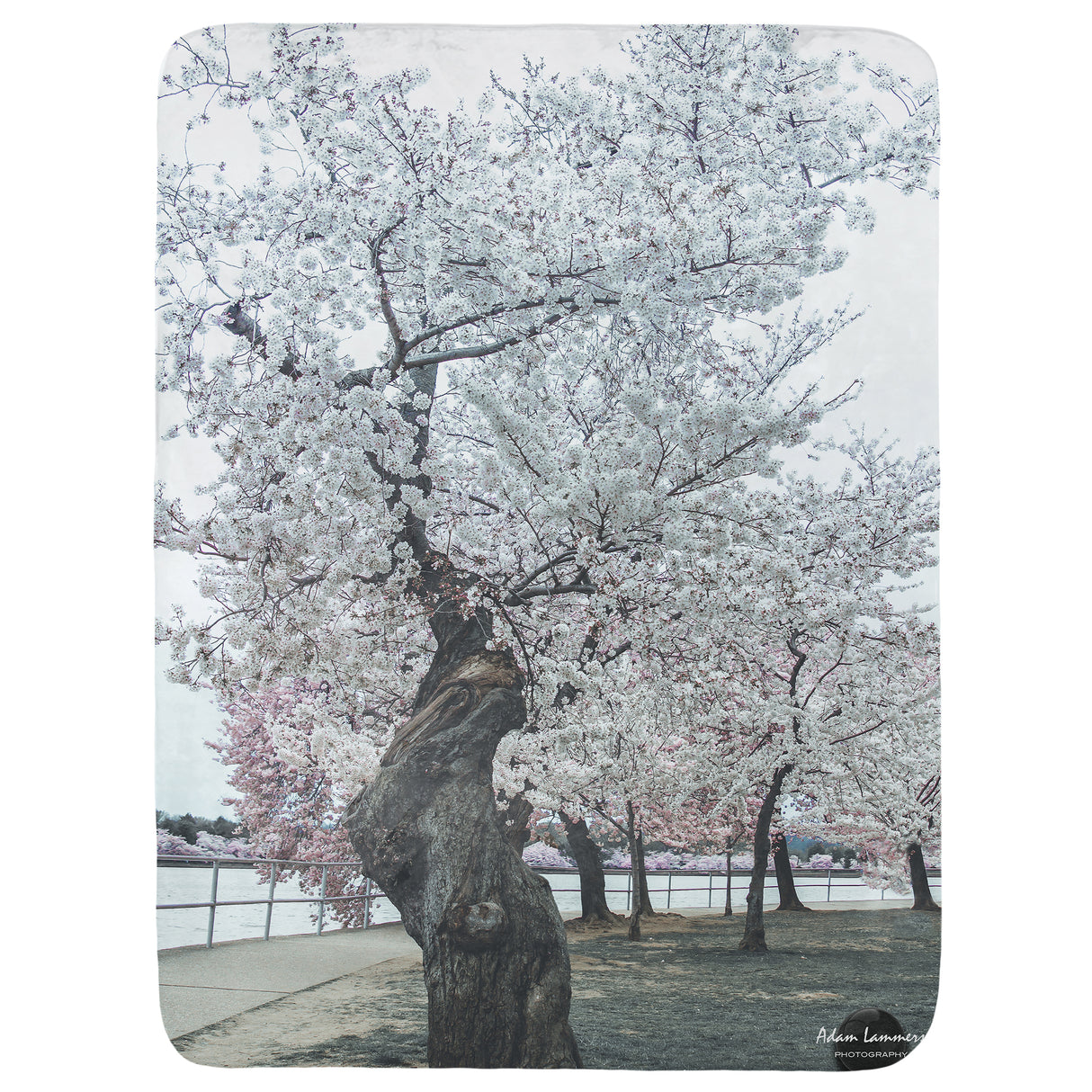 Cherry Tree at Tidal Basin Throw Blanket