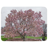 Magnolia Tree Throw Blanket