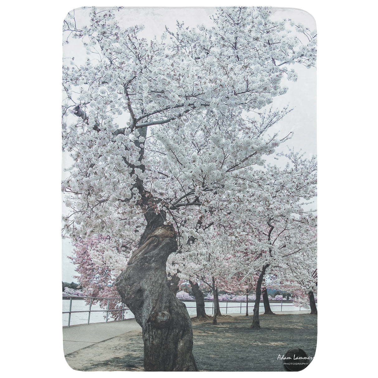 Cherry Tree at Tidal Basin Throw Blanket