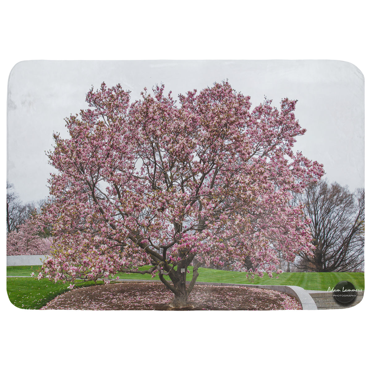 Magnolia Tree Throw Blanket
